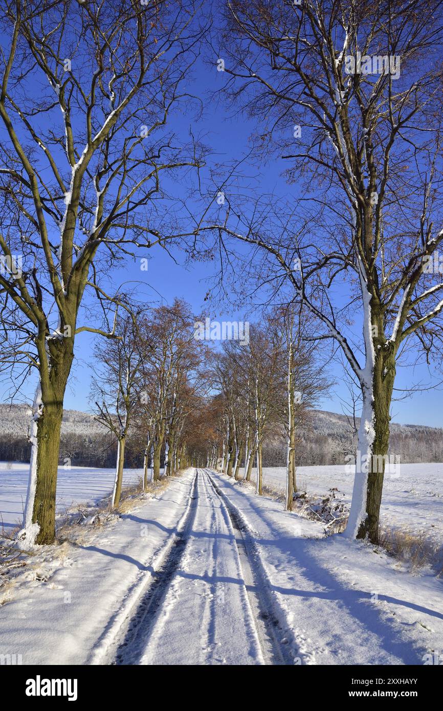 Winterallee in der Oberlausitz. Eine Straße an einem kalten Wintertag mit Schnee und Sonne Stockfoto