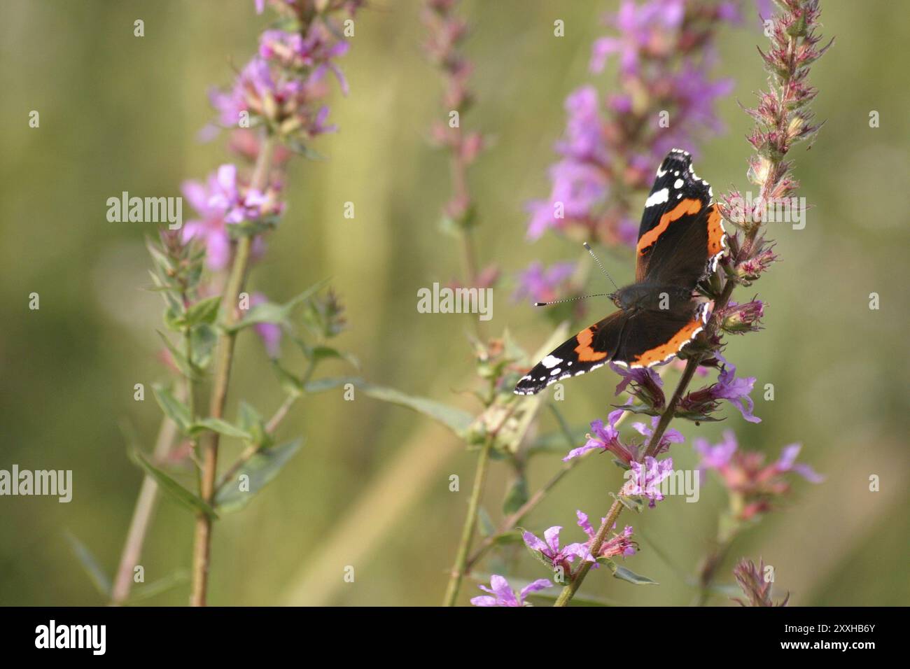 Admiral auf einer Blume Stockfoto