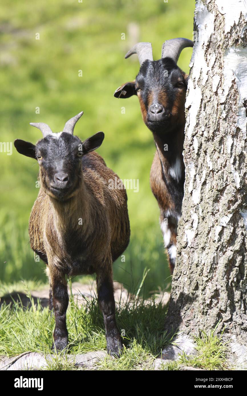 Hausziege Stockfoto