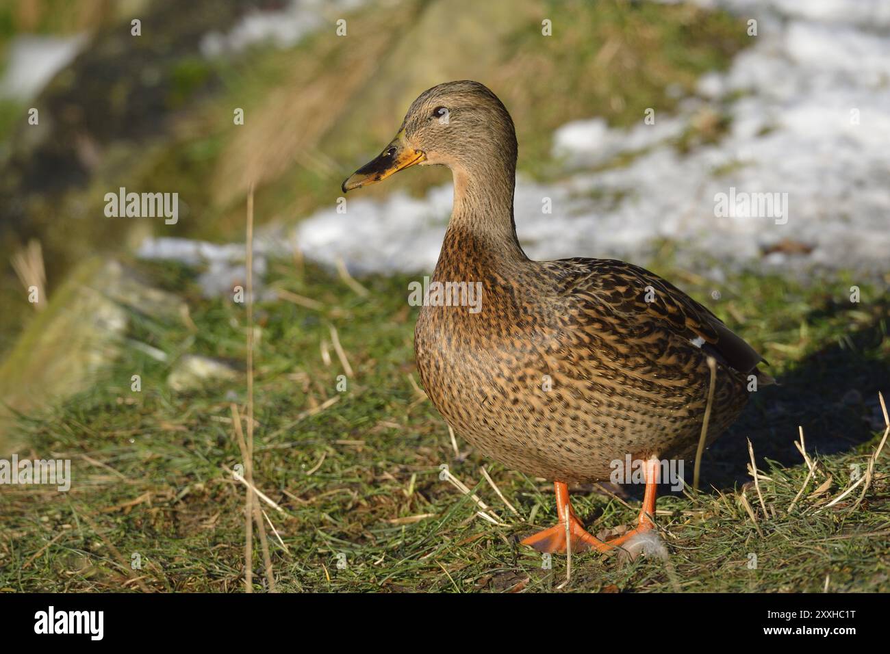 Ausruhen von Stockenten, Wildenten, Anas platyrhynchos Stockfoto