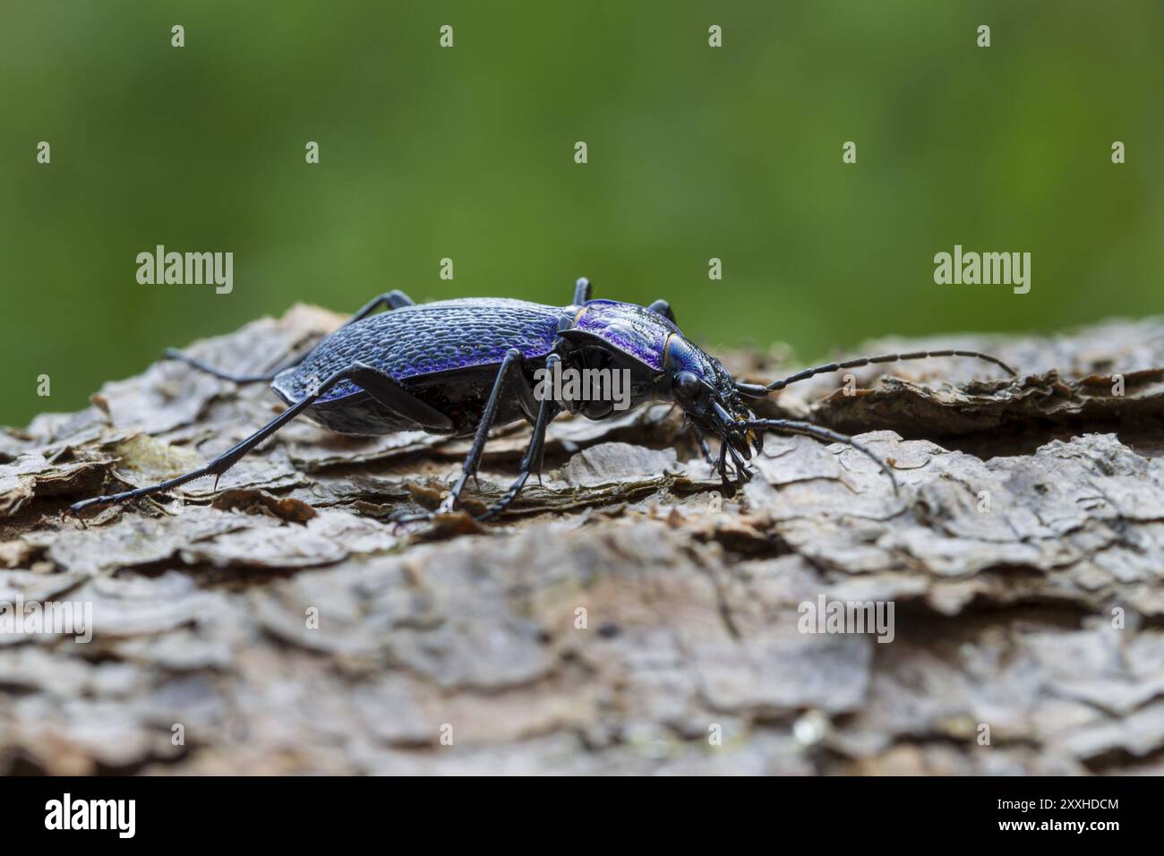 Blauvioletter Holzgrundkäfer, Carabus problematicus, Käfer Stockfoto