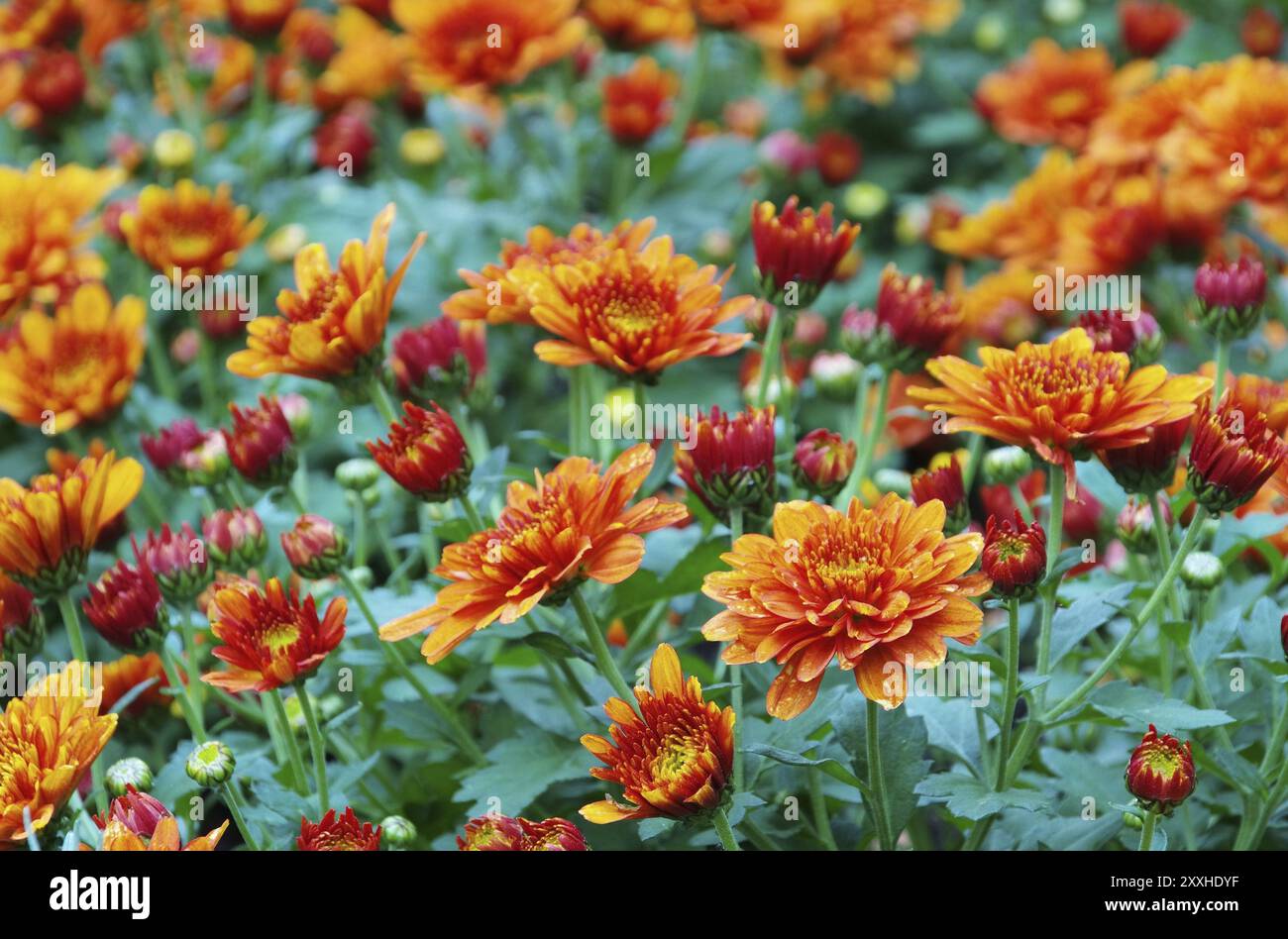 Chrysantheme, Chrysantheme 07 Stockfoto