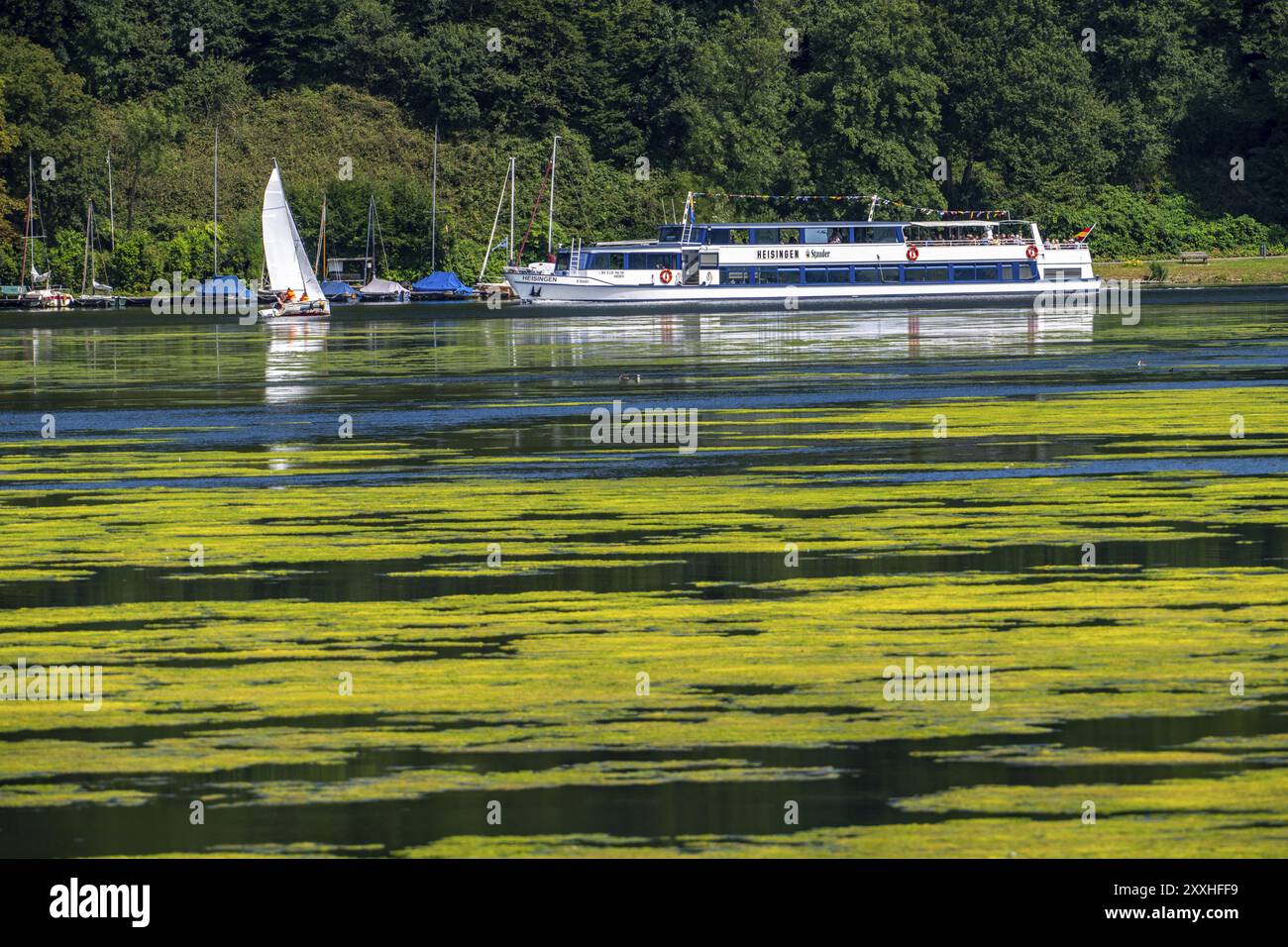 Grüner Teppich von Pflanzen am Essener Baldeney-See, wuchernde Wasserpflanze Elodea, wasserweed, eine invasive Art, die schnell wachsende Wasserpflanze p Stockfoto