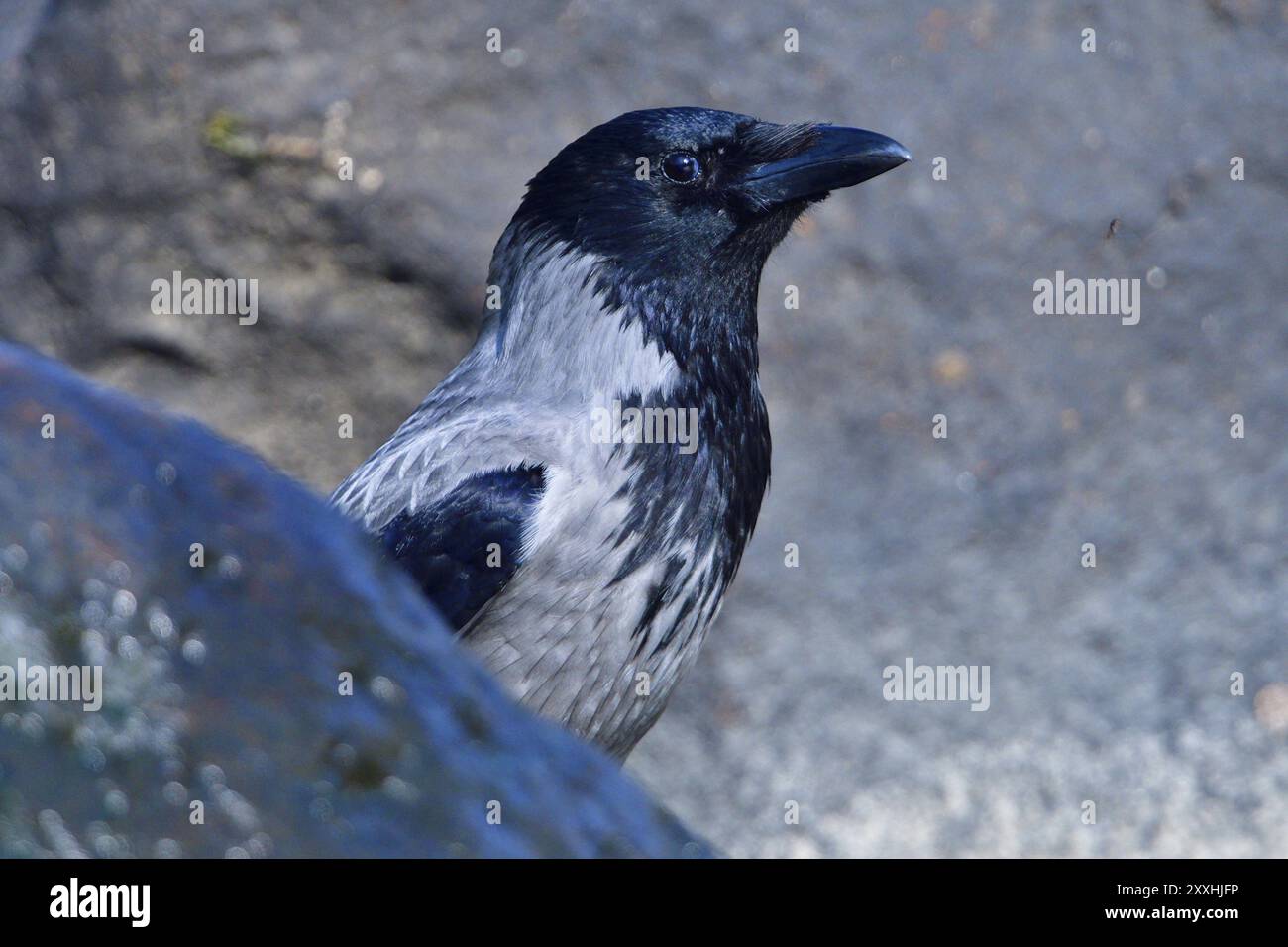 Aas-Krähe sucht nach Nahrung. Aaskrähe im Frühjahr Stockfoto