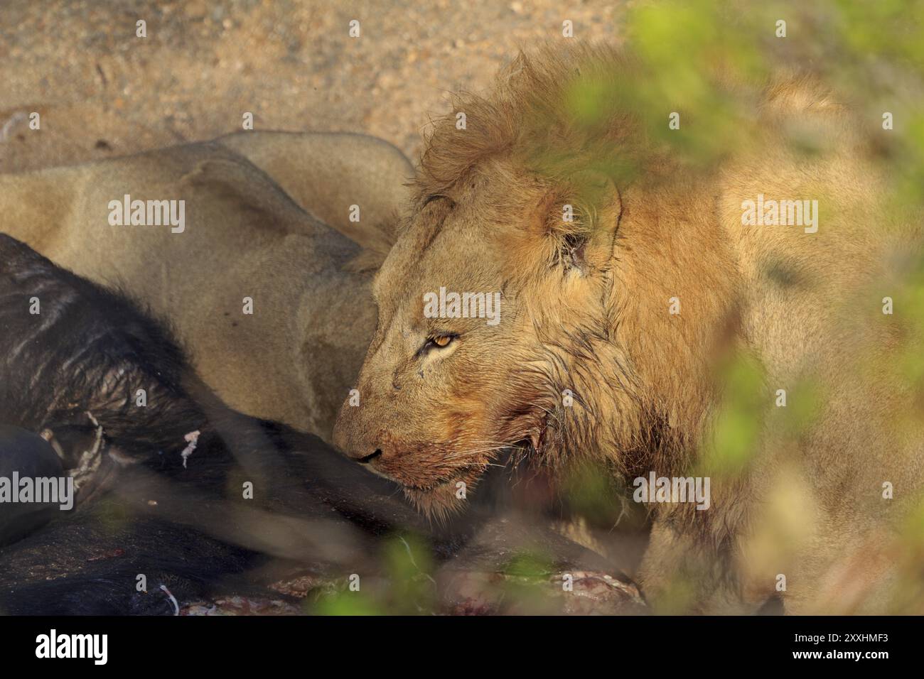 Zwei Löwen fressen einen getöteten Büffel im Krüger-Nationalpark Stockfoto