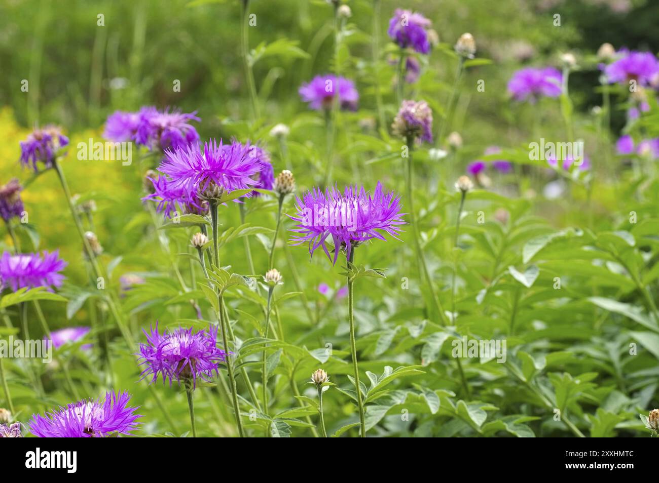 Weißliches Knabbergras oder Centaurea dealbata, mehrjährige Kornblume oder Centaurea dealbata Blüte im Frühlingsgarten Stockfoto