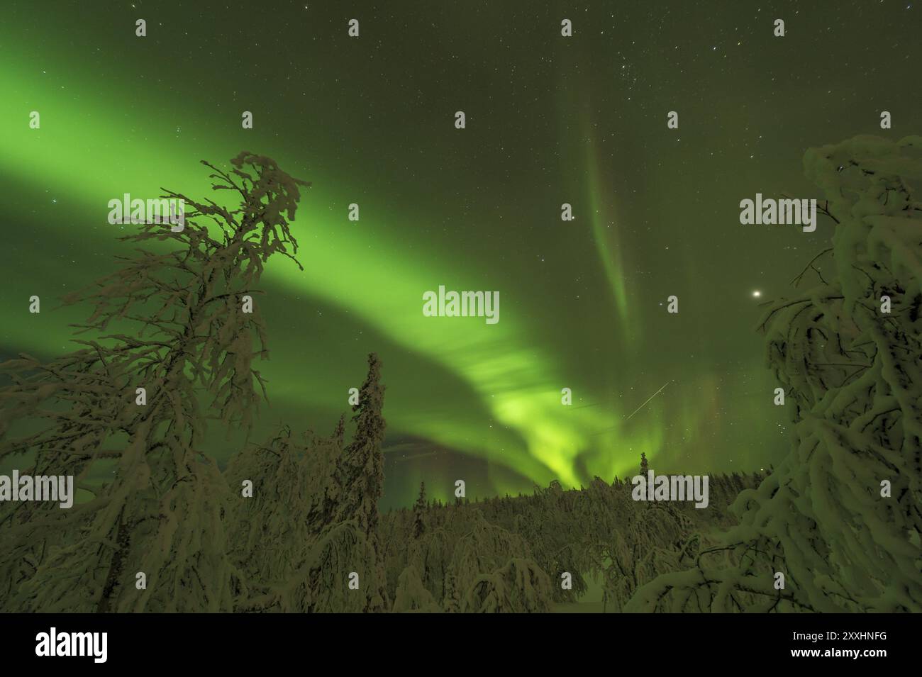 Nordlichter (Aurora borealis) über verschneite Landschaft, Gaellivare, Norrbotten, Lappland, Schweden, November 2012, Europa Stockfoto