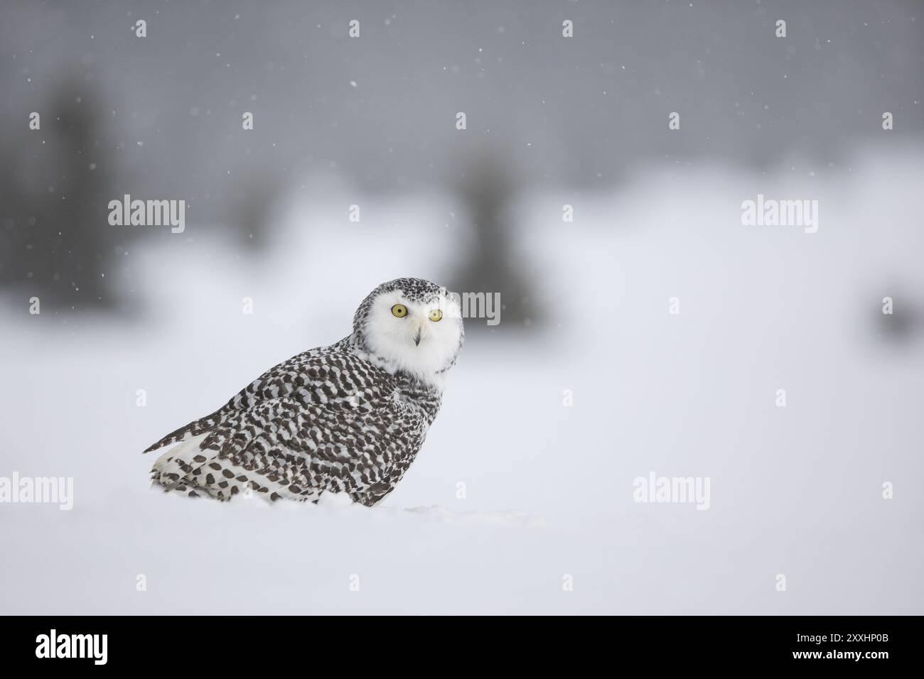 Snowy Owl, Bubo scandiacus Stockfoto