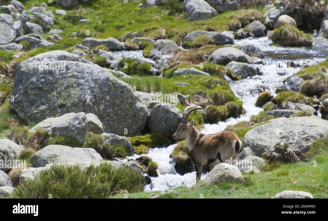 Ein Steinbock steht zwischen Felsen und fließendem Wasser in den Bergen, Gredos Steinbock (Capra pyrenaica victoriae), spanischer Steinbock (Capra pyrenaica), iberischer Steinbock, Stockfoto