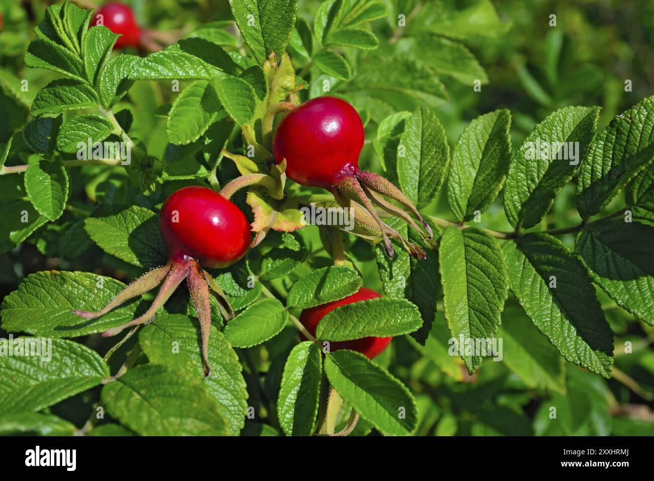 Reife Früchte Hagebutte im hellen Sonnenschein Nahaufnahme Stockfoto