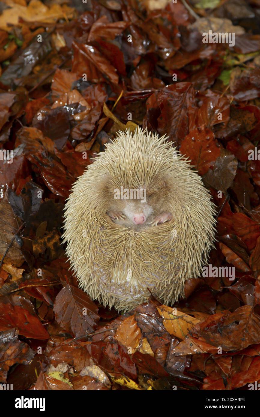 Europäischer Igel (Erinaceus europaeus) ausgewachsenes Weiss- oder Albino-Tier auf herabfallenden Herbstblättern in einem Garten, Suffolk, England, Vereinigtes Königreich, Europa Stockfoto Europäischer Igel (Erinaceus europaeus) ausgewachsenes Weiss- oder Albino-Tier auf herabfallenden Herbstblättern in einem Garten, Suffolk, England, Vereinigtes Königreich, Europa Stockfoto