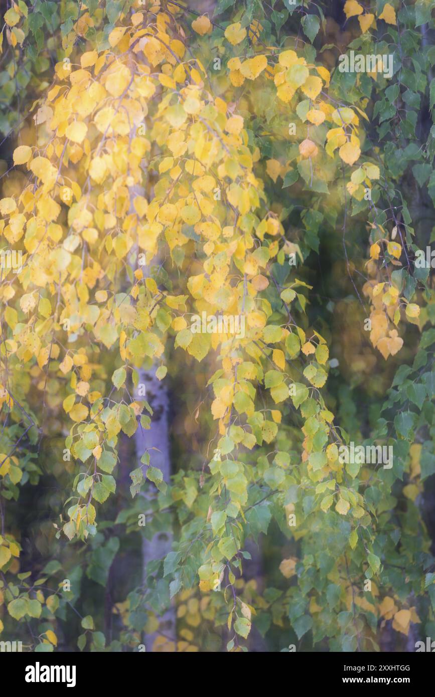 Herbstliche bunte Birke, Soft Focus-Effekt, Norrbotten, Lappland, Schweden, September 2014, Europa Stockfoto