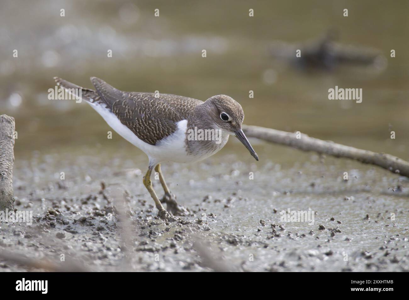 Sandpiper, Actitis hypoleucos, Sandpiper Stockfoto