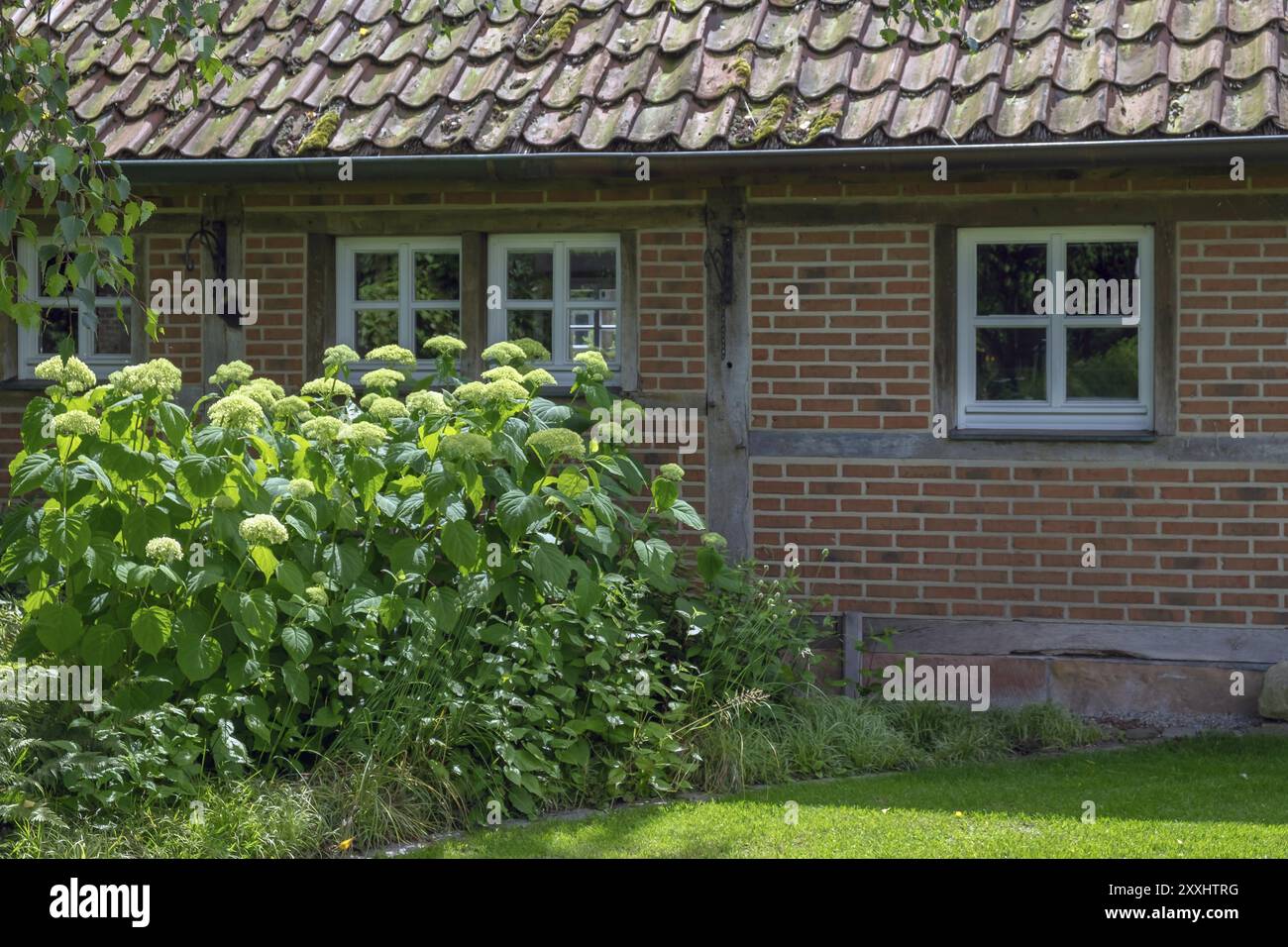 Bezirk Bildungsgarten, Hortensie Annabelle, Burgsteinfurt, Steinfurt, Münsterland, Nordrhein-Westfalen, Deutschland, Europa Stockfoto