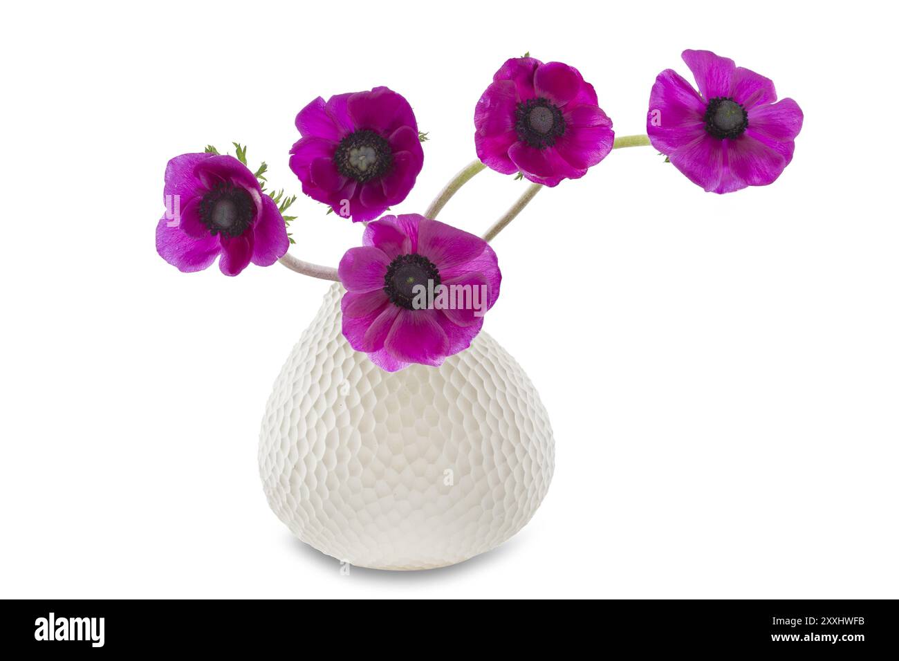 Anemonen in einer Vase auf weißem Hintergrund Stockfoto