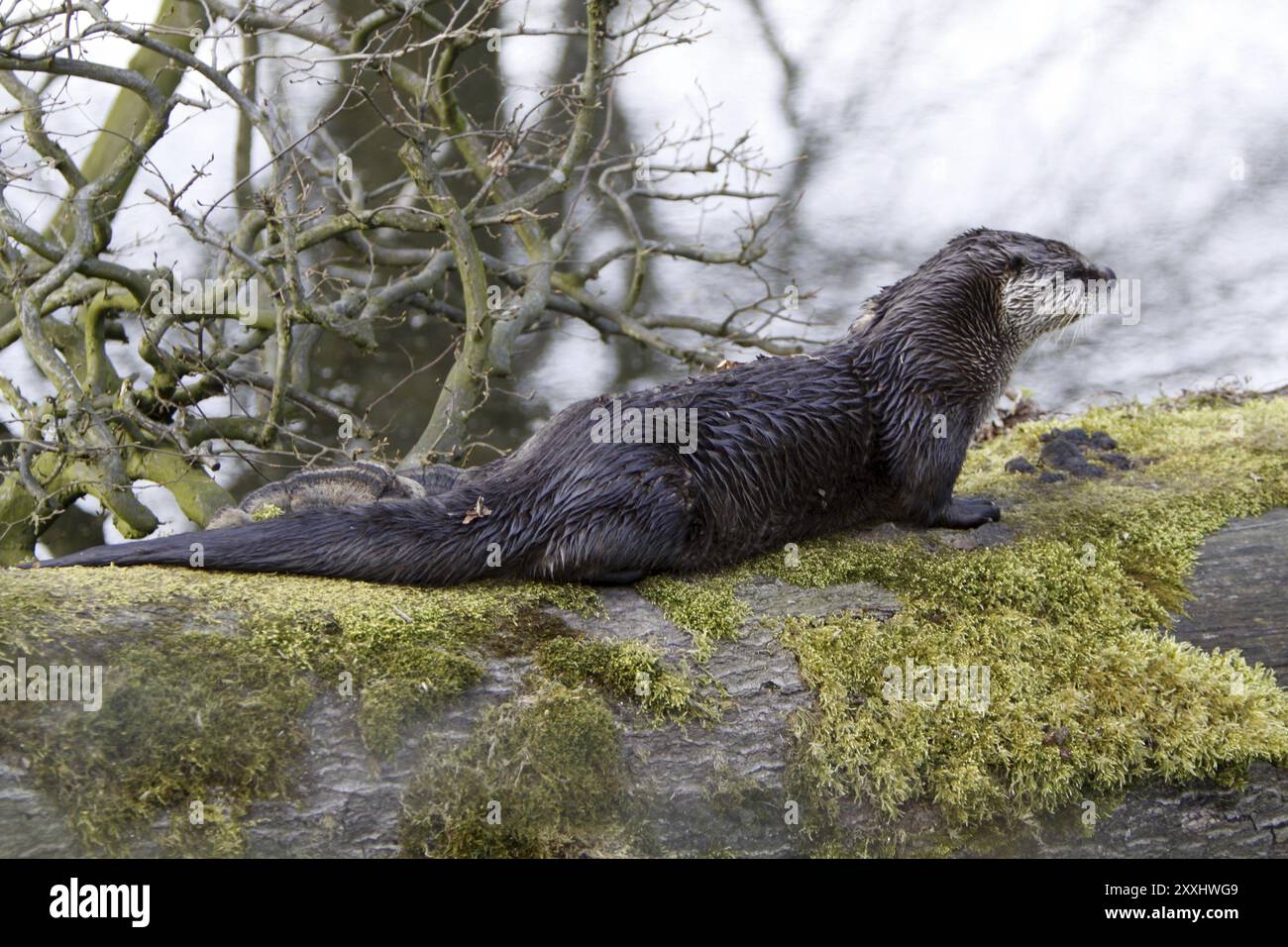 Eurasische Fischotter Stockfoto