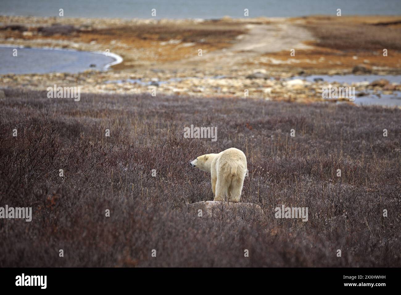 Ein Eisbär, der am Ufer der Hudson Bay nach Nahrung sucht Stockfoto