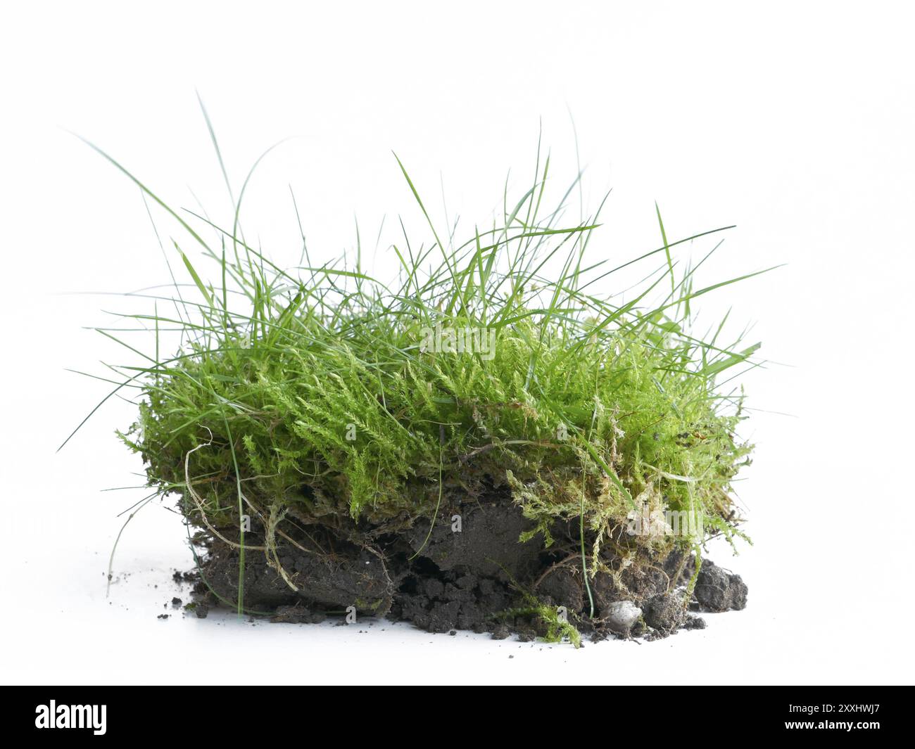 Rasen mit Mutterboden im Frühjahr, wenn die Gartenarbeit beginnt, isoliert vor weißem Hintergrund Stockfoto