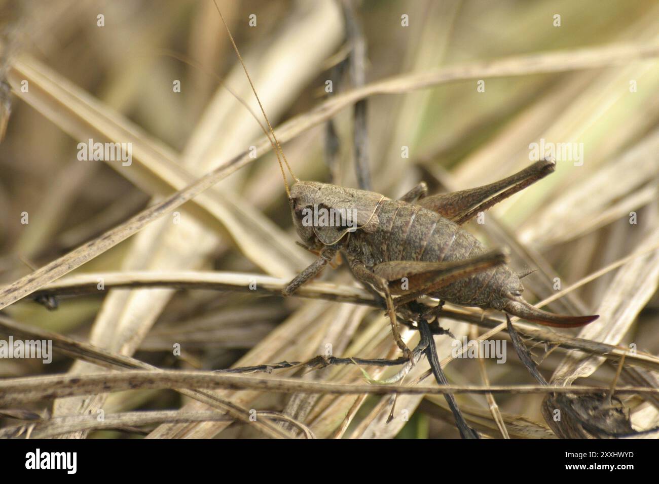 Gewöhnliche Buschgrille Stockfoto