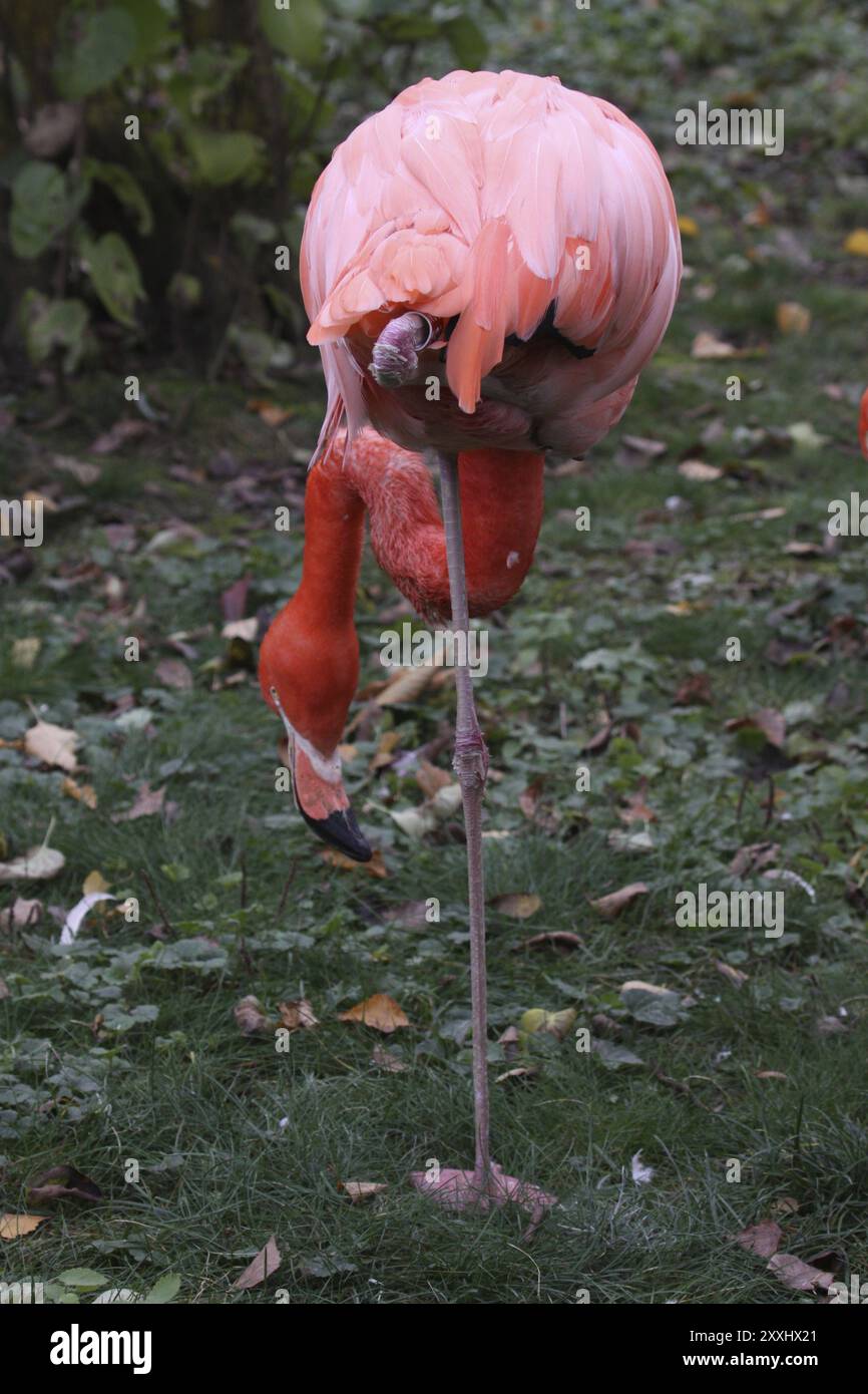 Flamingo Stockfoto