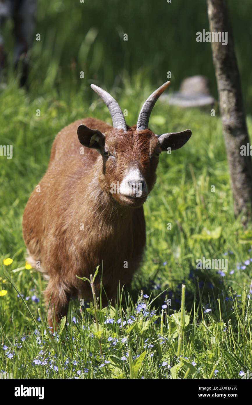 Hausziege Stockfoto