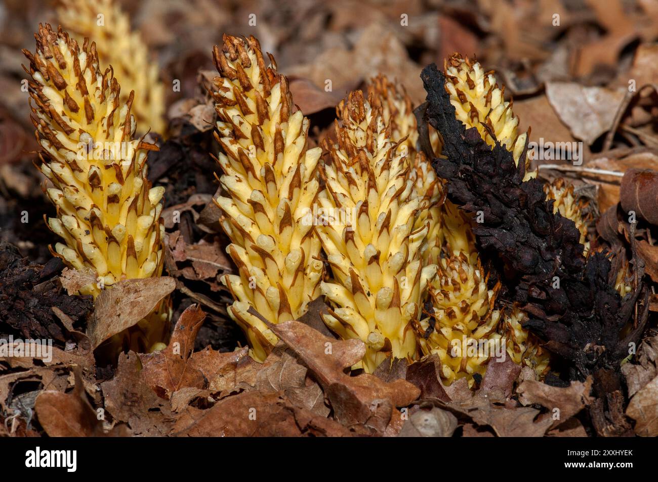 Alpine Cancer-Root (Conopholis alpina), auch bekannt als Alpine Squawroot, ist auf der 7500 Meter hohen Höhe des Sandia Mountain in New Mexico zu finden. Stockfoto