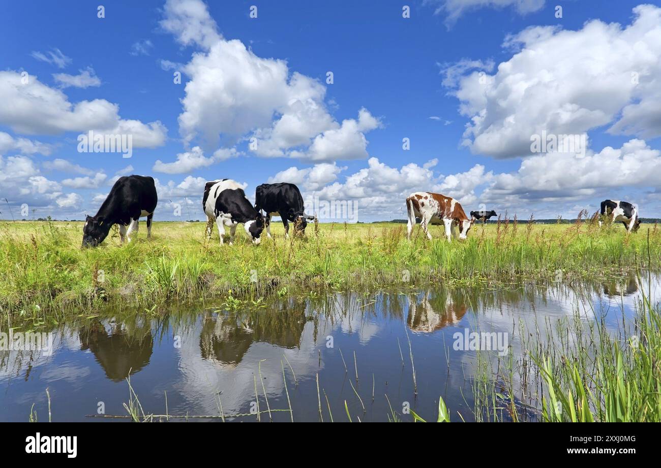 Kühe auf Weide am Fluss über blauem Himmel im Sommer Stockfoto