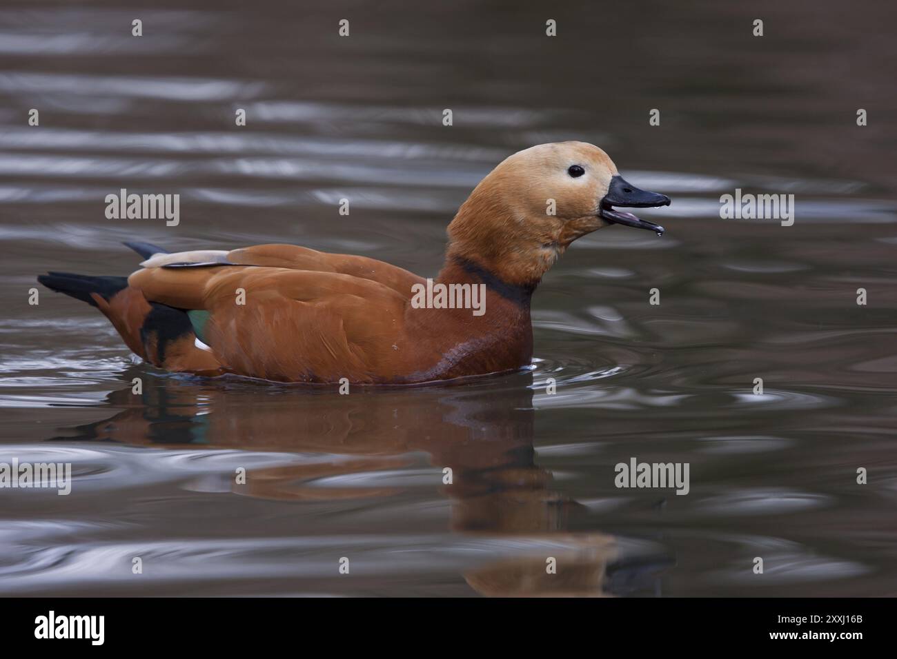 Rostgans, Tadorna ferruginea, rosige Shelduck Stockfoto