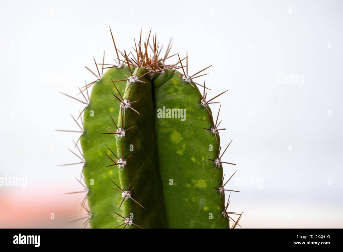 Nahaufnahme einer Kaktuspflanze mit grossen Stacheln. Wunderschöner Kaktuskaktus auf einem unscharfen Hintergrund. Stockfoto