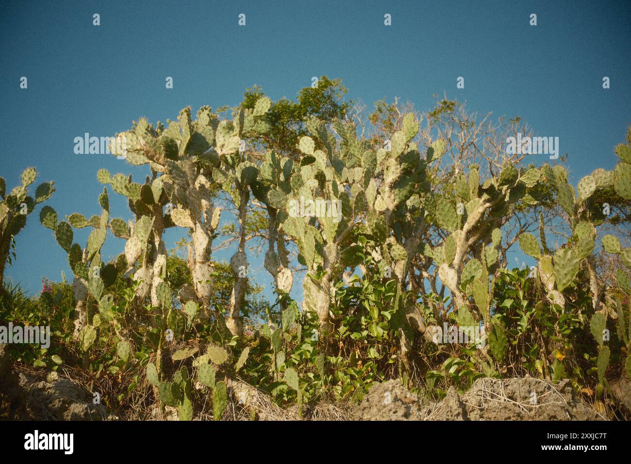 Die Opuntia-Kaktuspflanze gegen den blauen Himmel Stockfoto