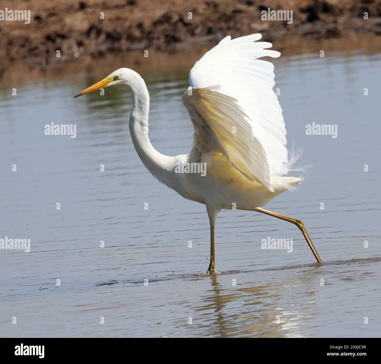 Ein großer Weißreiher (Ardea alba) im Slimbridge WWT Stockfoto