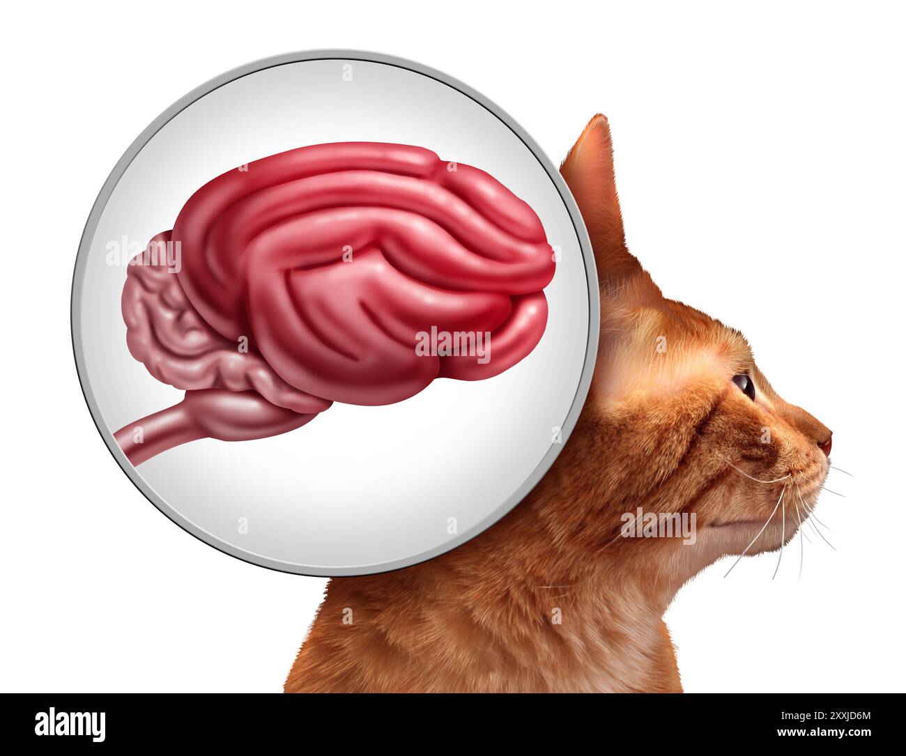 Katzenhirn und katzenneurologische Funktion oder kognitive Dysfunktion der Katze als Symbol der tierneurologischen Degeneration älterer Katzen. Stockfoto