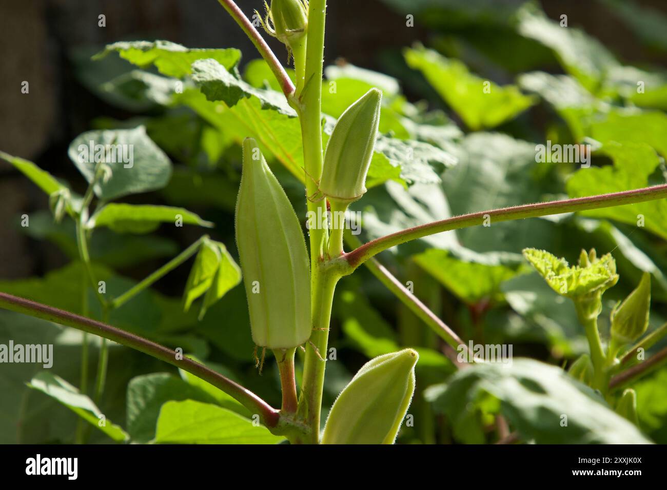 Frisches Okragemüse auf Pflanzen im Garten. Nahaufnahme von grünem Gemüse. Stockfoto