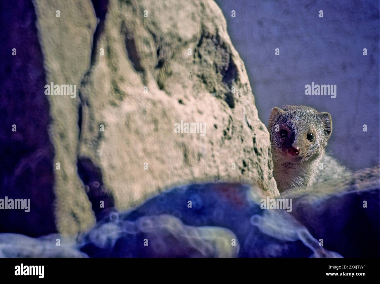 Ein Mungo ist ein kleines fleischfressendes Säugetier der Familie Herpestidae. Diese Familie ist derzeit in zwei Unterfamilien aufgeteilt, die her Stockfoto