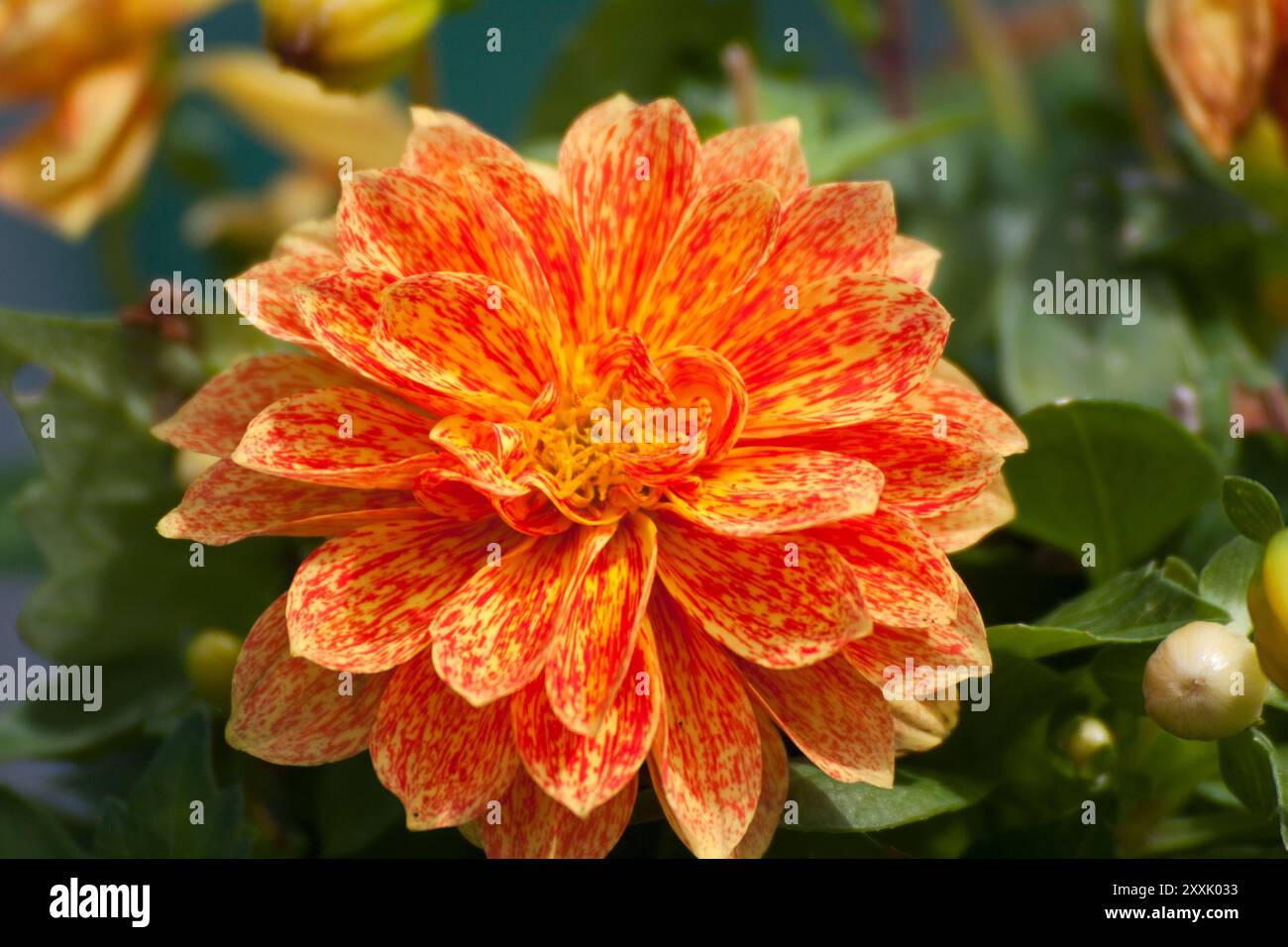 Blume Dahlie (Dahlia Pinnata Cav) Stockfoto