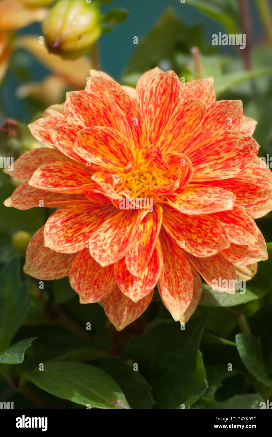 Blume Dahlie (Dahlia Pinnata Cav) Stockfoto