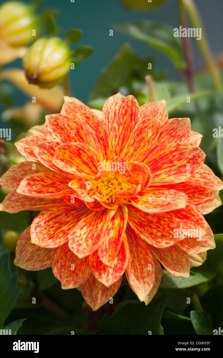 Blume Dahlie (Dahlia Pinnata Cav) Stockfoto