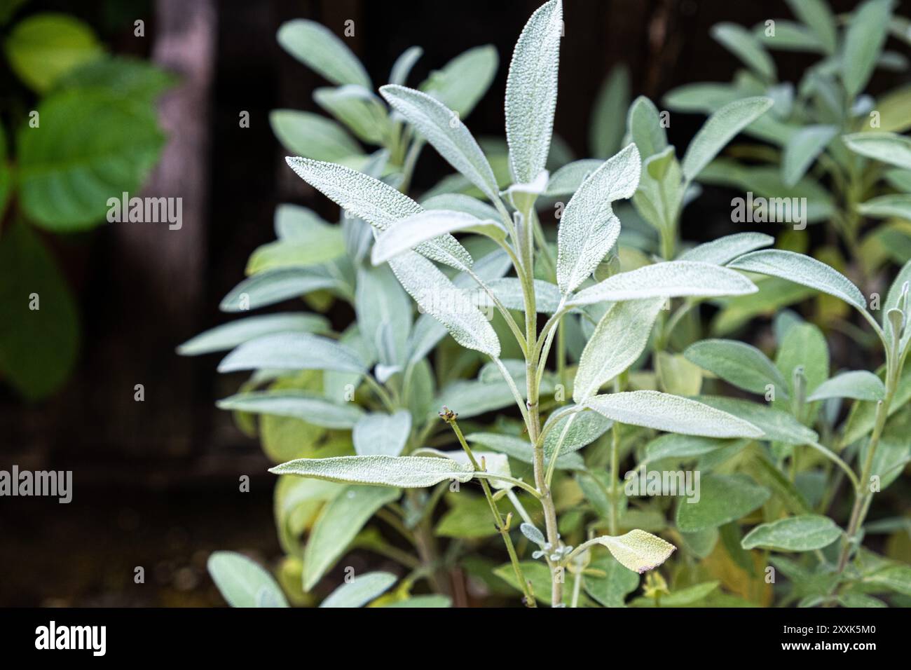 Salbai in einem Topf im Garten Stockfoto