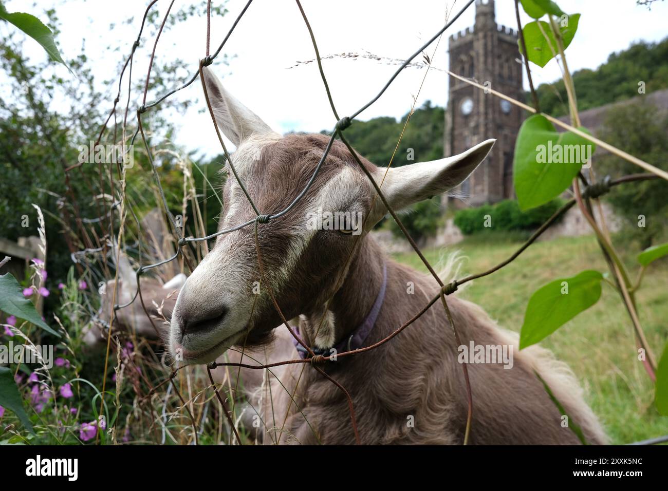 Haustierfarmen Ziegen, die durch den Zaun schauen England, Großbritannien, 2024 Stockfoto