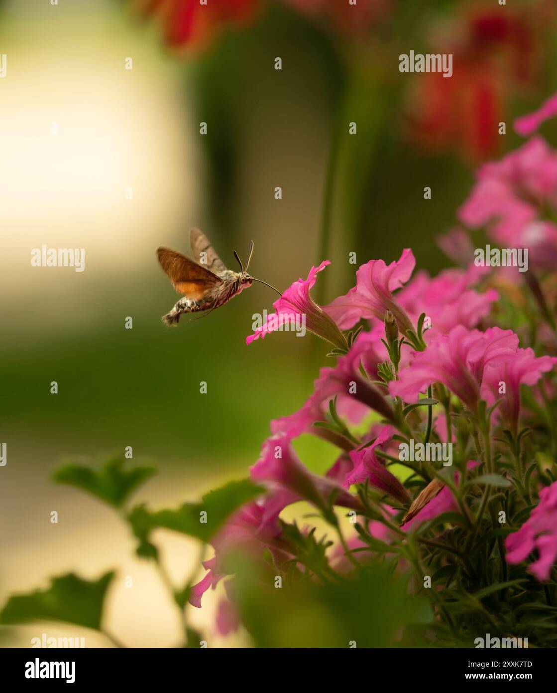 Ein gemeiner Bussard, ein polnischer Kolibri, trinkt Nektar aus Geranien, Surfinias und Supertunia vista. Stockfoto