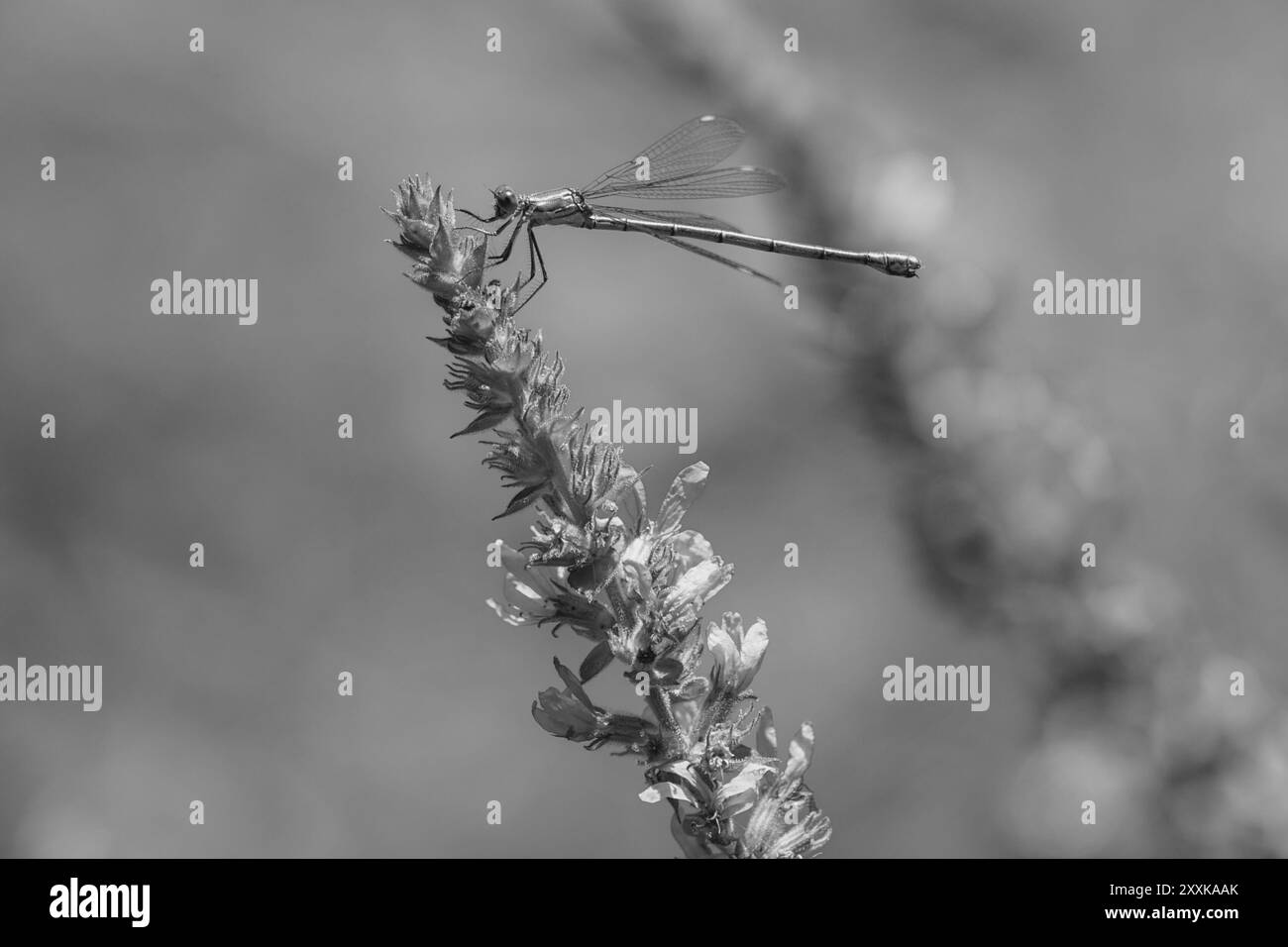 Grünes Makro für Seitenansicht der Libelle Stockfoto