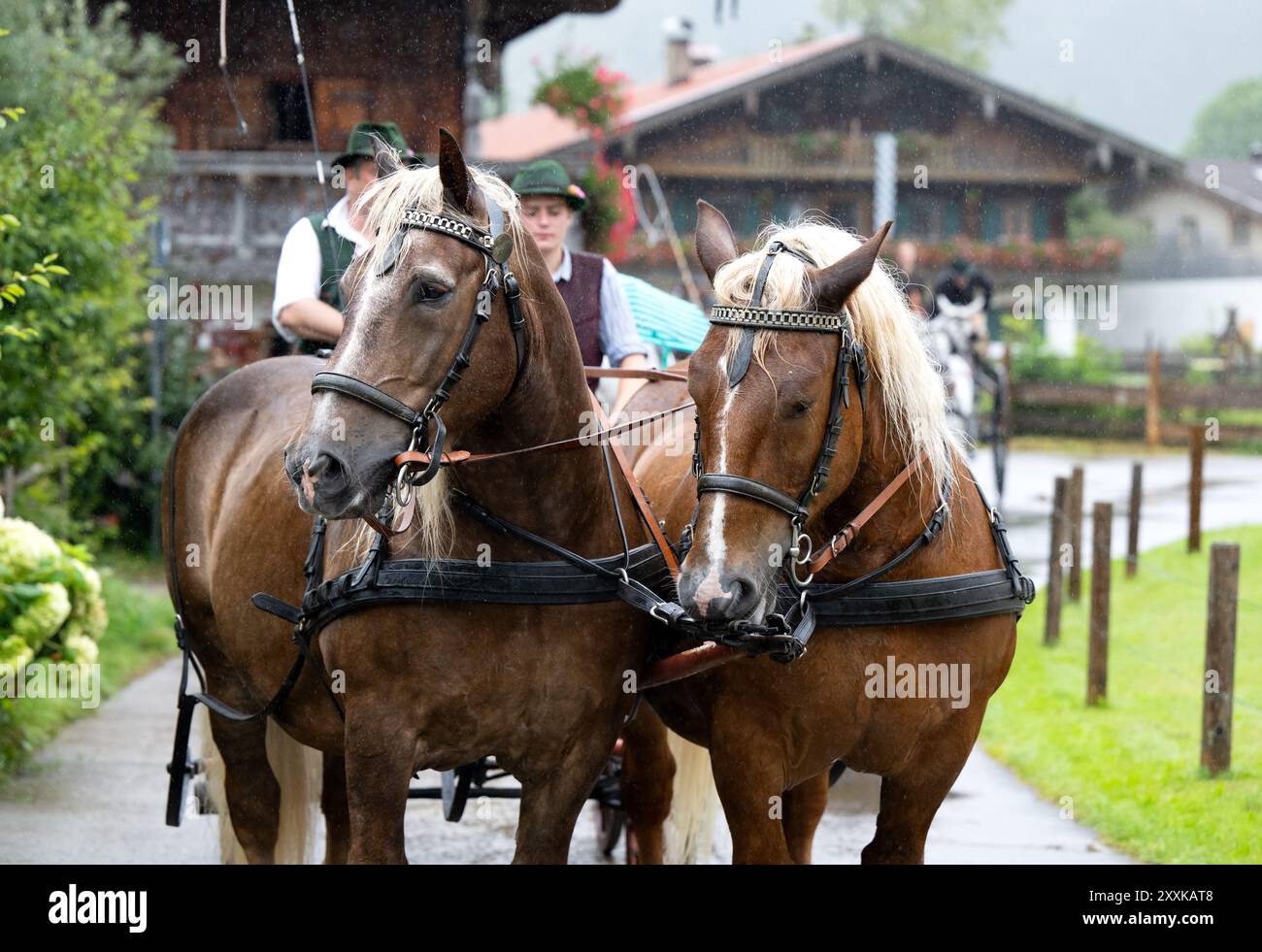 Rottach Egern, Deutschland. August 2024. Die Teilnehmer des Rosstags nehmen mit ihren Pferden an der Parade Teil. Unter dem Motto „d'Fuhrleit kemman z'am“ (die Karren kommen zusammen) ziehen zahlreiche Pferdekutschen durch das Dorf und fahren nach dem Segen zu einem Festplatz. Quelle: Sven Hoppe/dpa/Alamy Live News Stockfoto