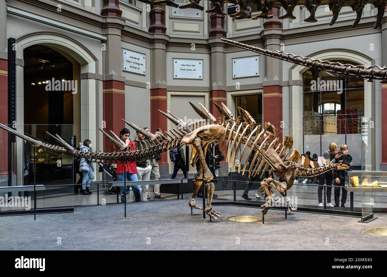 Belin, Deutschland - 20. Dezember 2022: Haupthalle des Berliner Naturmuseums mit Skeletten von Dinosauriern. Ausstellung über prähistorische Knochen an Dinosauriern. Stockfoto