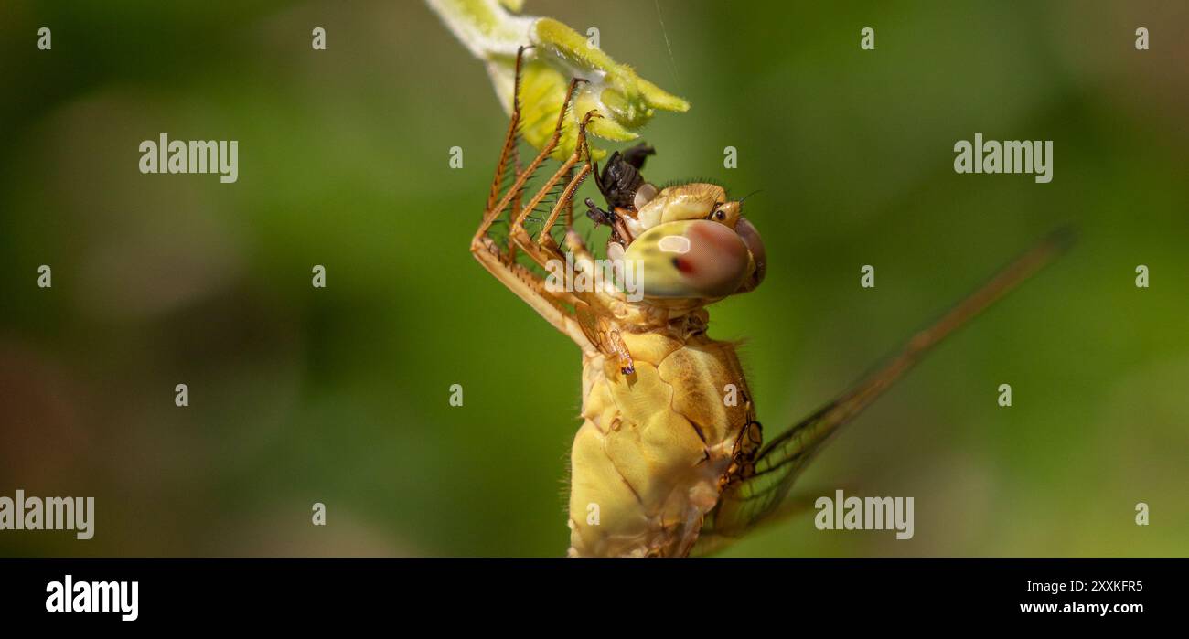 Libellen Stockfoto