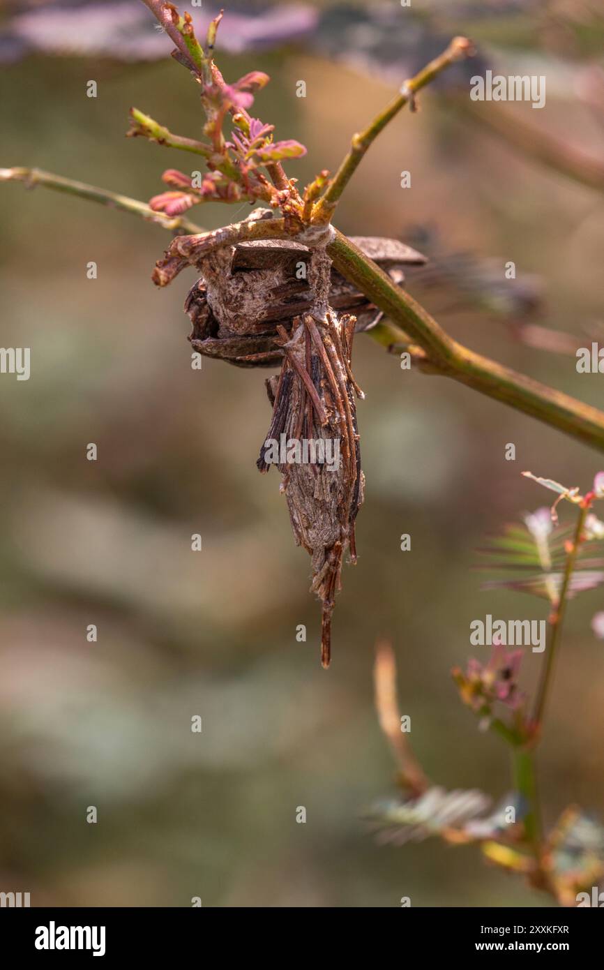 Cocoon, Pupa Stockfoto