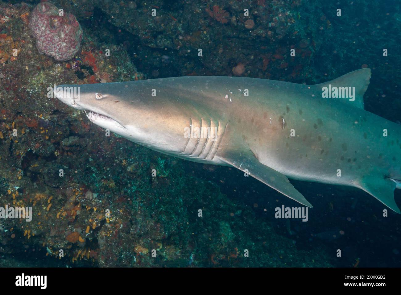 Südafrika, Umkomaas, Sand Tigerhai (Carcharias taurus), Grau Nurse Shark, Raggie Stockfoto