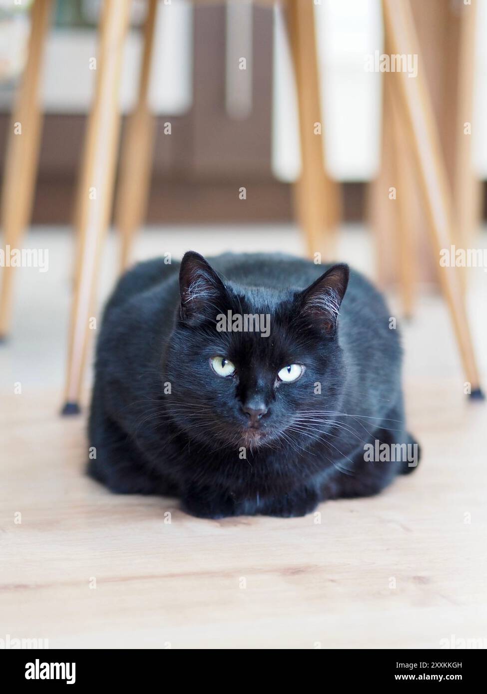 Eine schwarze Katze mit durchdringenden grünen Augen sitzt drinnen auf einem Holzboden und fokussiert sich intensiv nach vorne und spiegelt ein Gefühl von Mysterium, Eleganz und Wohnkultur wider Stockfoto