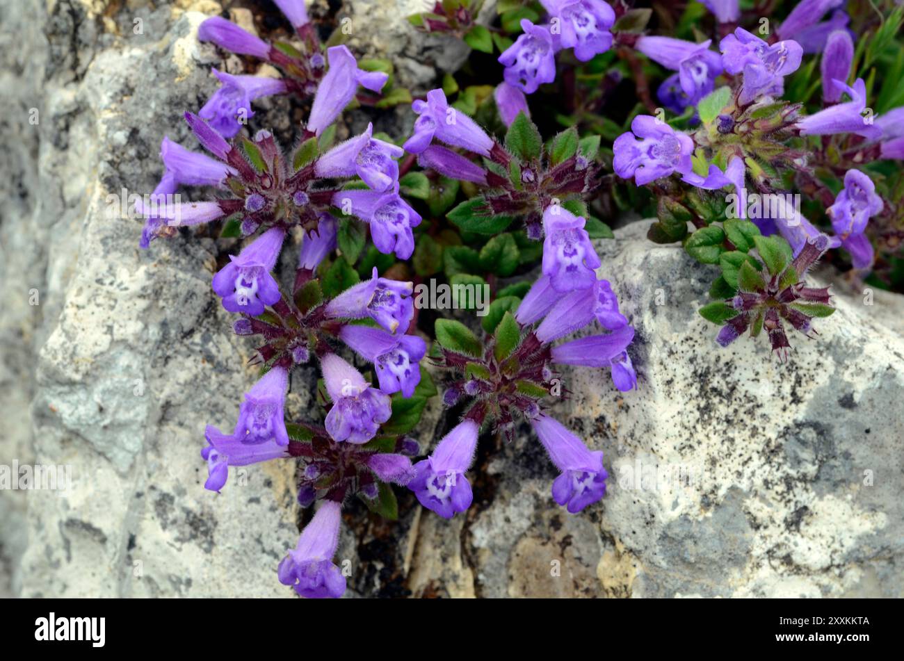 Der Steinthymian (Clinopodium alpinum oder Acinos alpinus) in der Blüte Stockfoto
