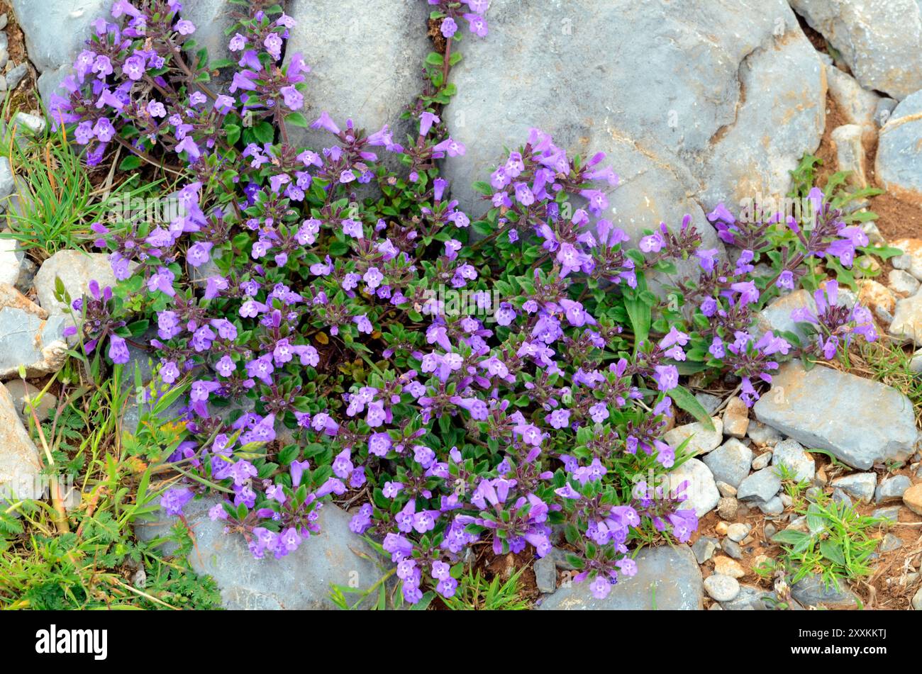 Der Steinthymian (Clinopodium alpinum oder Acinos alpinus) in der Blüte Stockfoto