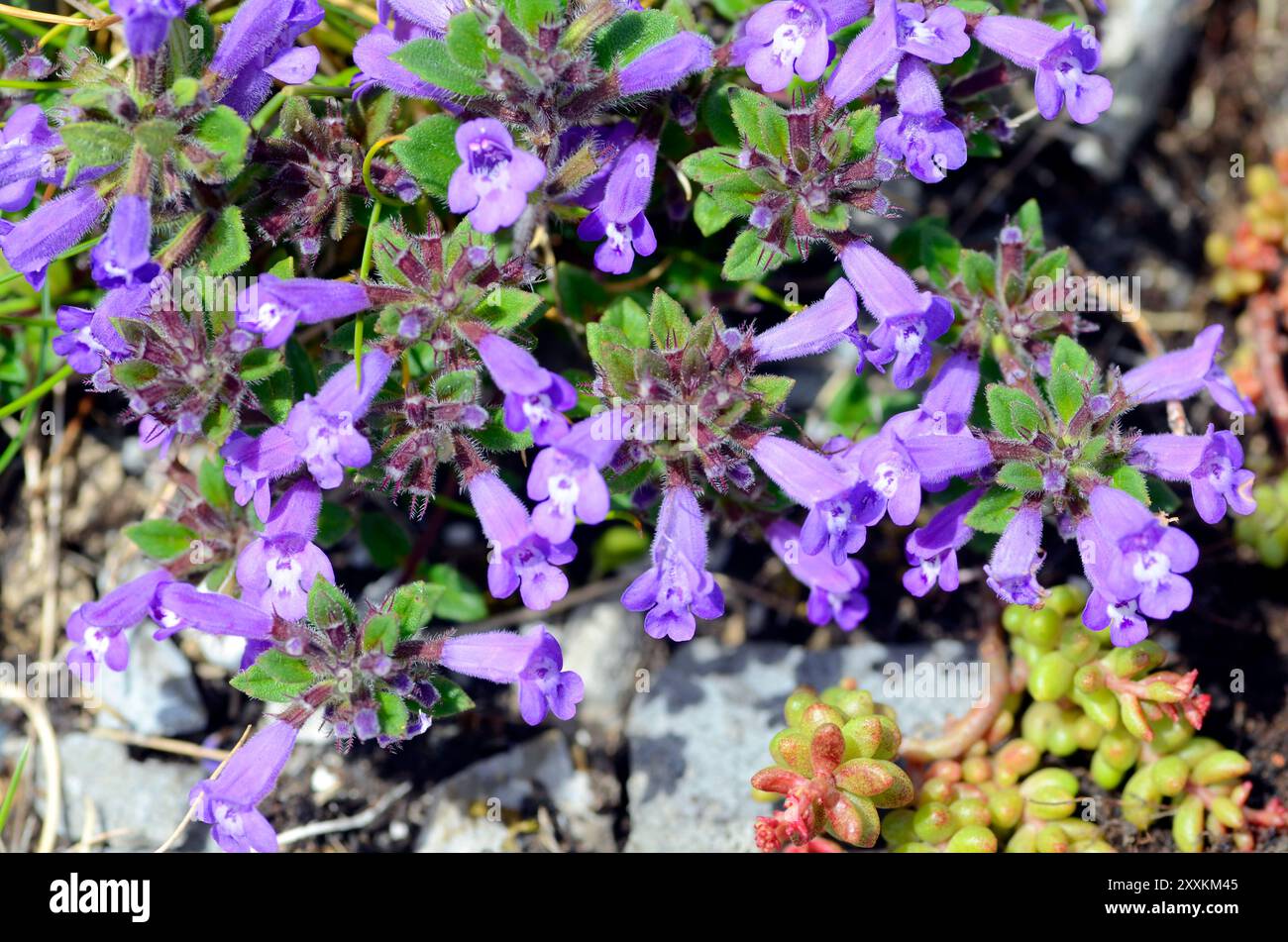 Der Steinthymian (Clinopodium alpinum oder Acinos alpinus) in der Blüte Stockfoto